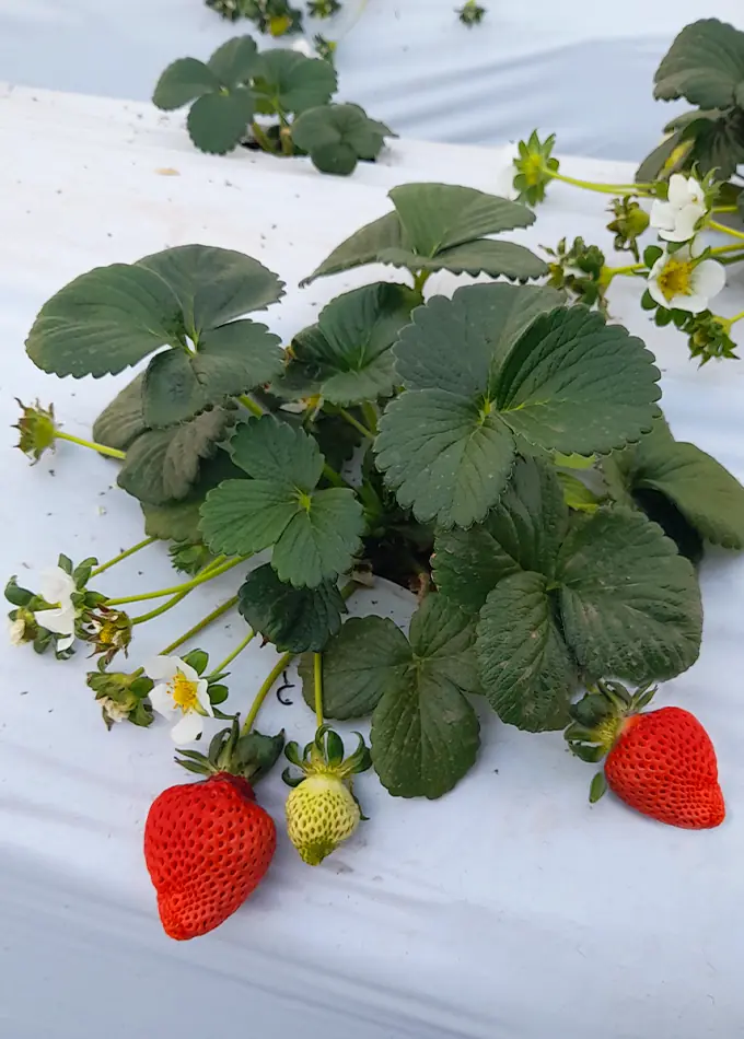 Nuestro cultivo (1)
