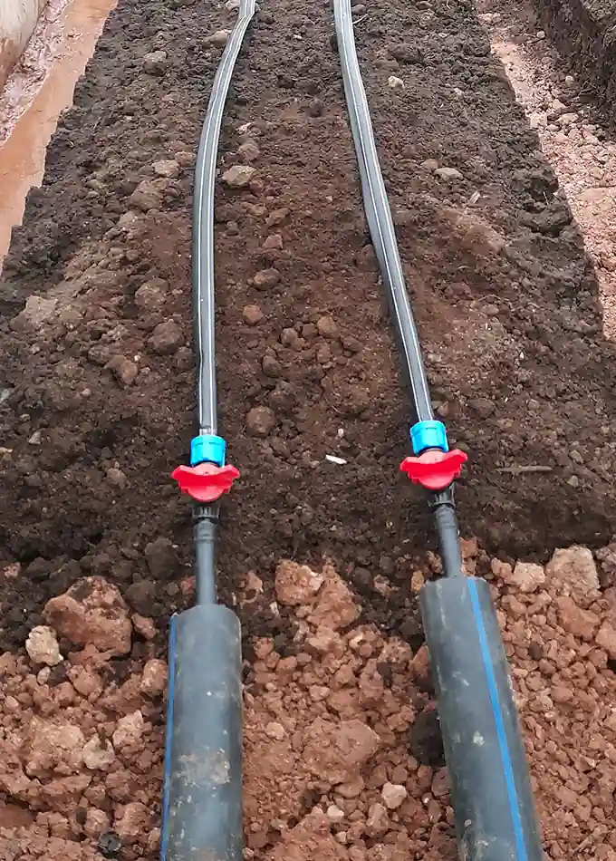 Nuestro cultivo (3)