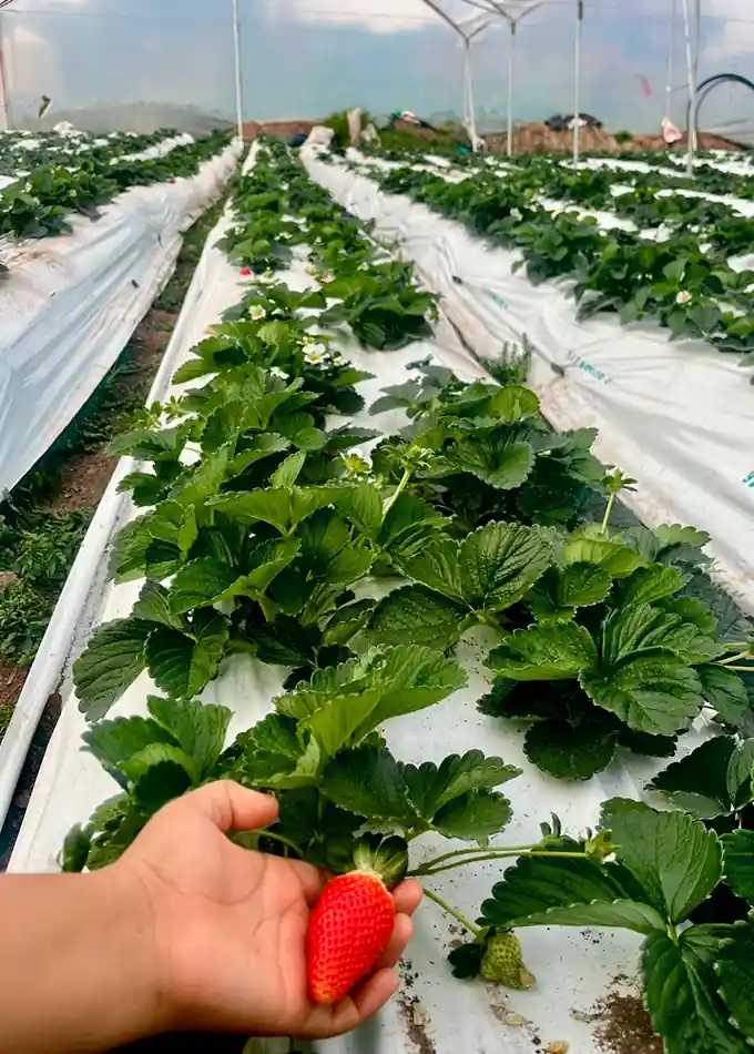 Nuestro cultivo (4)